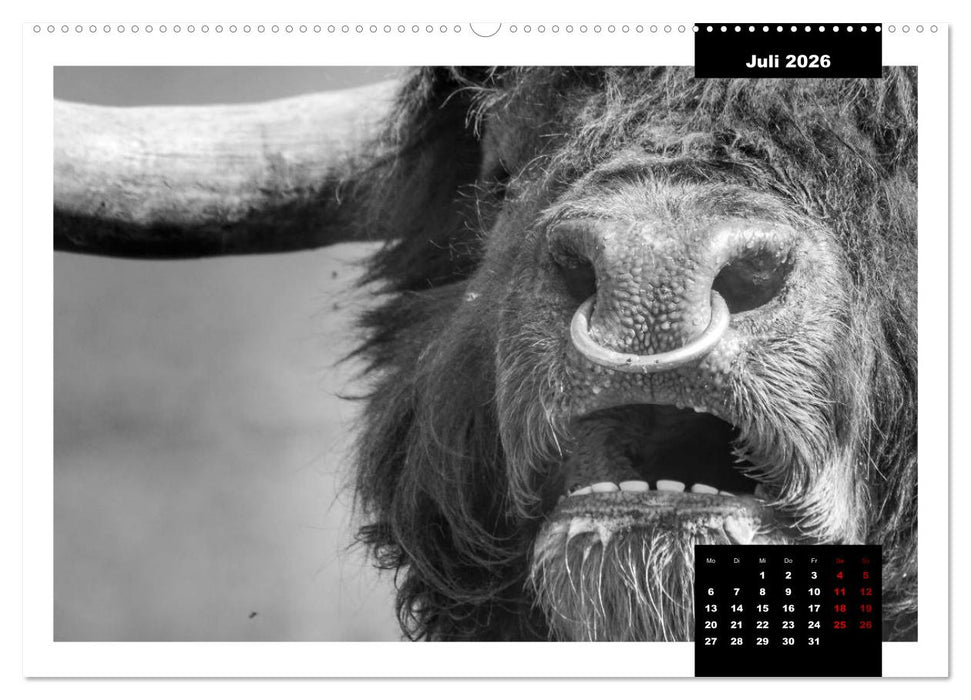 Faszination Schottisches Hochlandrind (CALVENDO Premium Wandkalender 2026)