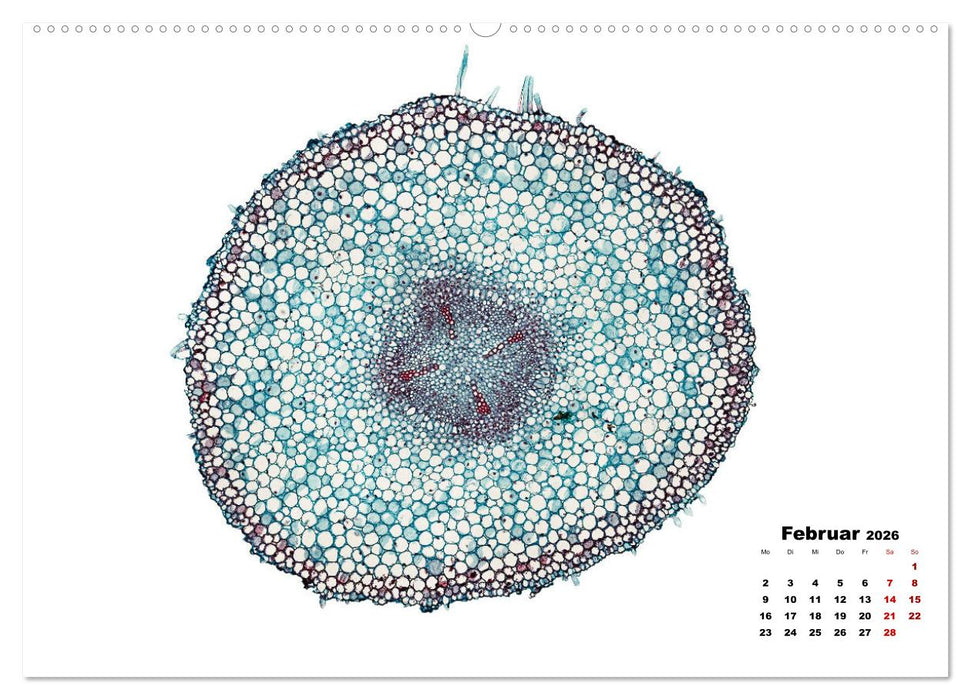 Pflanzen unter dem Mikroskop (CALVENDO Premium Wandkalender 2026)