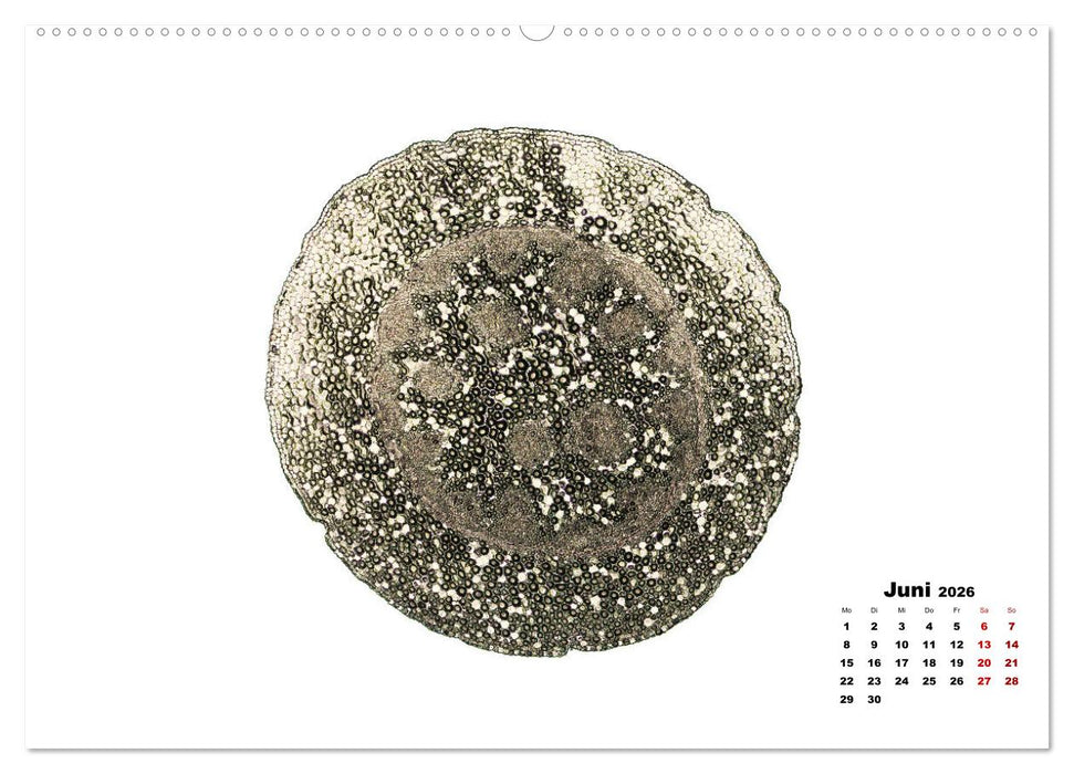 Pflanzen unter dem Mikroskop (CALVENDO Premium Wandkalender 2026)