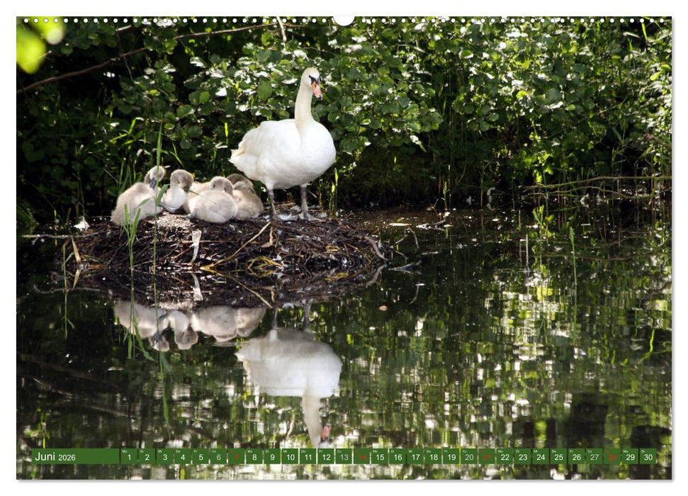 Hannoversches Wendland Verträumtes Landleben (CALVENDO Wandkalender 2026)