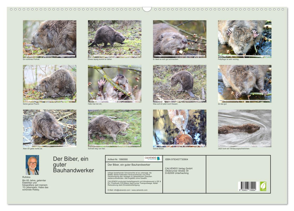 Der Biber, ein guter Bauhandwerker (CALVENDO Wandkalender 2026)