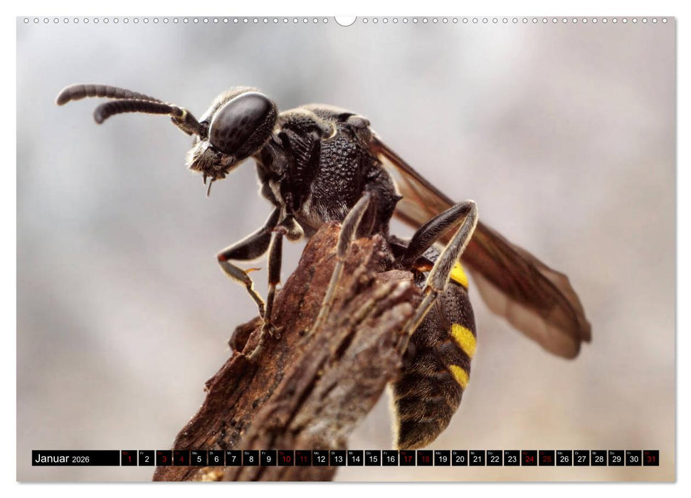 Faszination Makrofotografie: Wespen und Bienen (CALVENDO Premium Wandkalender 2026)