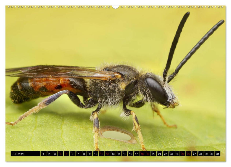 Faszination Makrofotografie: Wespen und Bienen (CALVENDO Premium Wandkalender 2026)