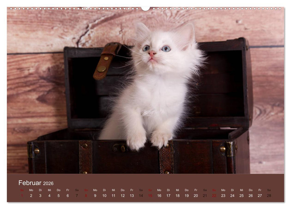 Verspielte Ragdolls -
Sanfte Katzen in seidigem Haarkleid (CALVENDO Premium Wandkalender 2026)