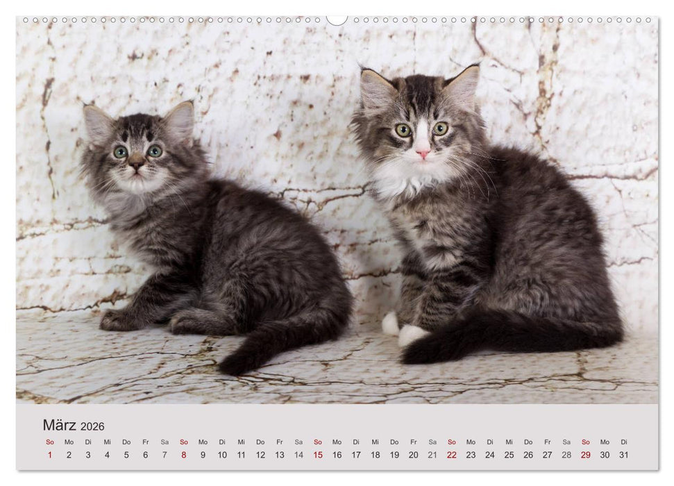 Verspielte Ragdolls -
Sanfte Katzen in seidigem Haarkleid (CALVENDO Premium Wandkalender 2026)