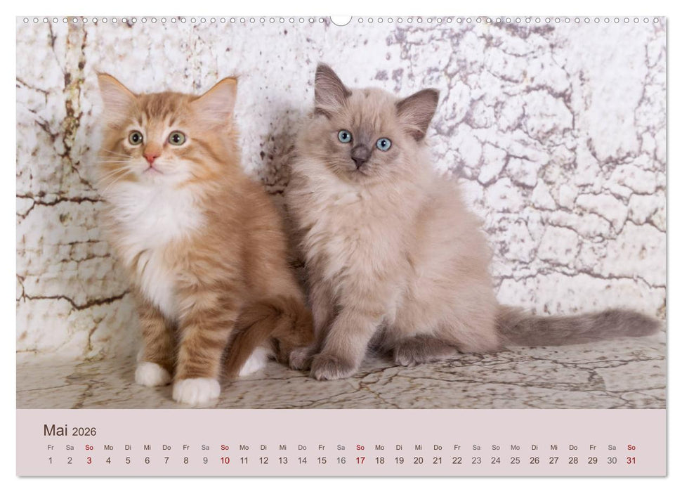 Verspielte Ragdolls -
Sanfte Katzen in seidigem Haarkleid (CALVENDO Premium Wandkalender 2026)