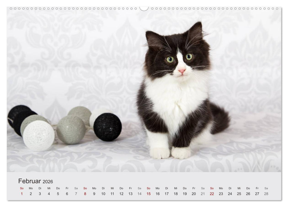 Flauschige Ragdoll Kitten (CALVENDO Premium Wandkalender 2026)