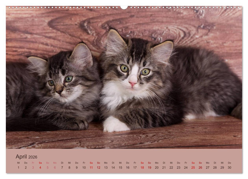 Flauschige Ragdoll Kitten (CALVENDO Premium Wandkalender 2026)