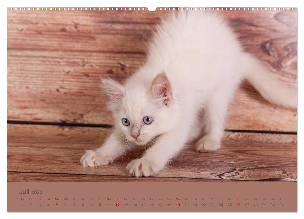 Flauschige Ragdoll Kitten (CALVENDO Premium Wandkalender 2026)