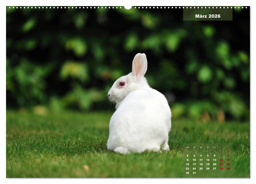 Kaninchen klein und putzig (CALVENDO Premium Wandkalender 2026)