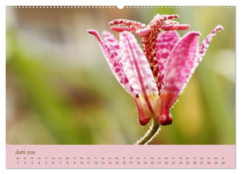 Fantastische Reise in die Welt der Blumen (CALVENDO Wandkalender 2026)