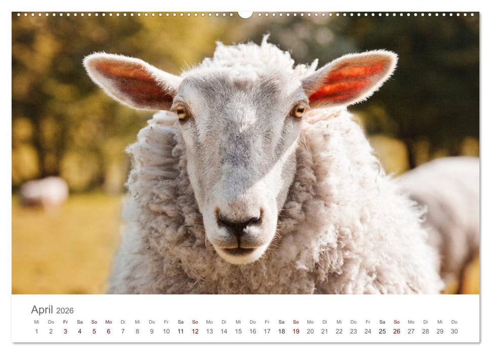 Schafe - Weich und wollig (CALVENDO Premium Wandkalender 2026)