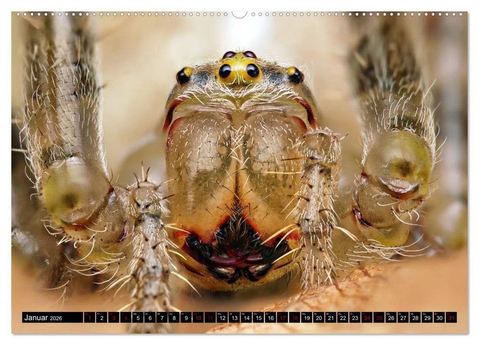 Faszination Makrofotografie: Spinnen (CALVENDO Premium Wandkalender 2026)