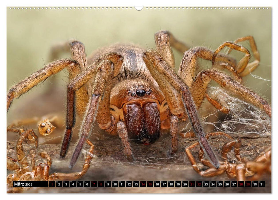 Faszination Makrofotografie: Spinnen (CALVENDO Premium Wandkalender 2026)