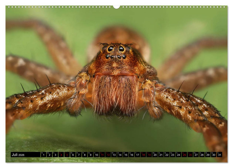 Faszination Makrofotografie: Spinnen (CALVENDO Premium Wandkalender 2026)