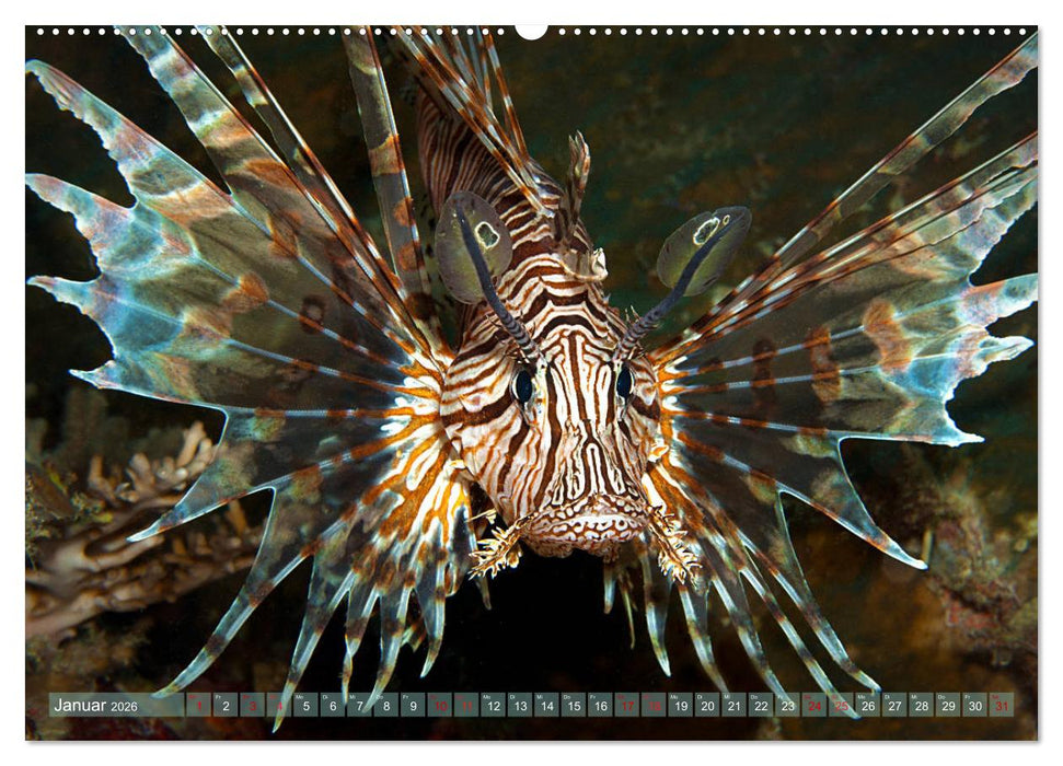 Bunte Vielfalt im Korallenriff (CALVENDO Premium Wandkalender 2026)