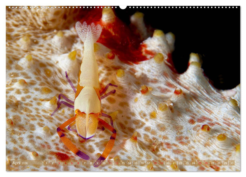 Bunte Vielfalt im Korallenriff (CALVENDO Premium Wandkalender 2026)