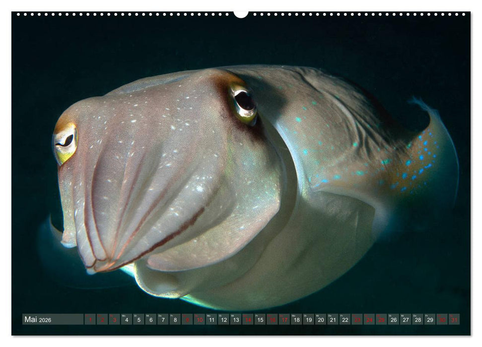 Bunte Vielfalt im Korallenriff (CALVENDO Premium Wandkalender 2026)