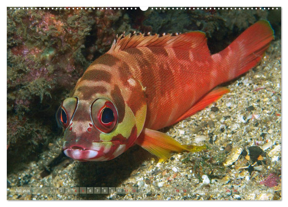 Bunte Vielfalt im Korallenriff (CALVENDO Premium Wandkalender 2026)