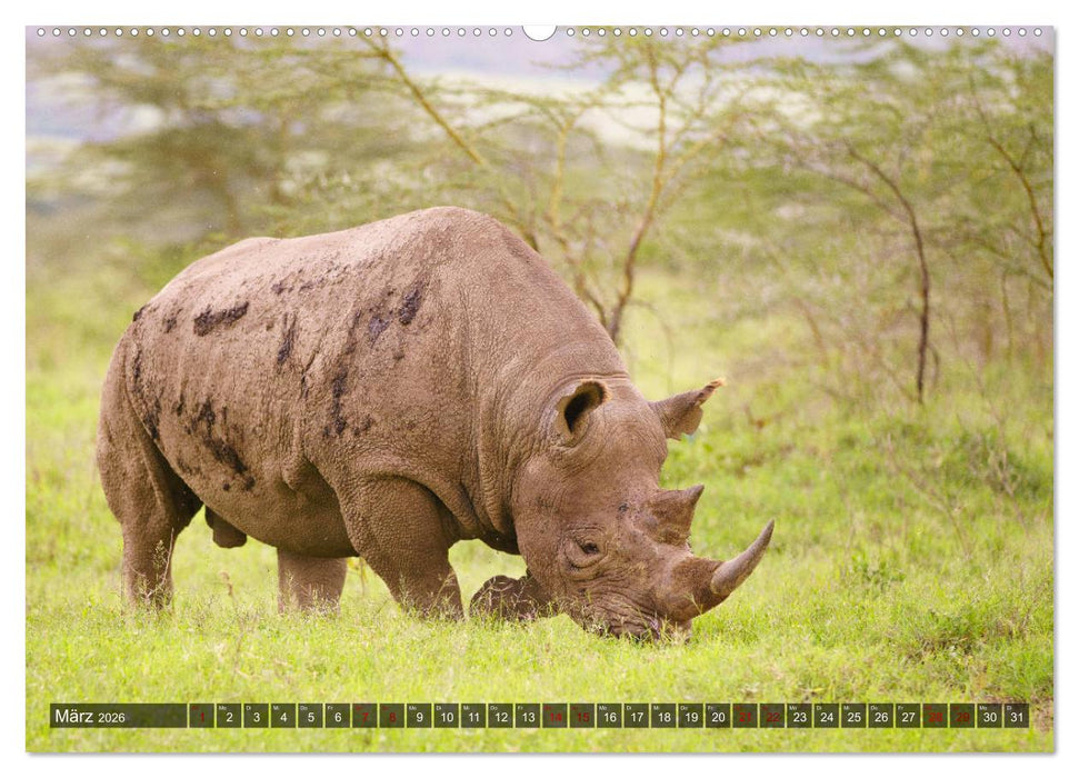 Auf Safari in Kenia 2026 (CALVENDO Premium Wandkalender 2026)