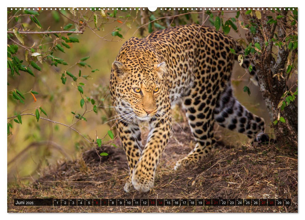 Auf Safari in Kenia 2026 (CALVENDO Premium Wandkalender 2026)