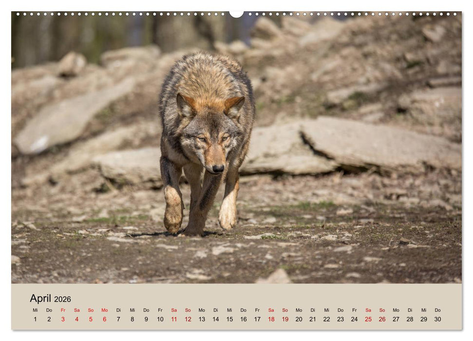 Wolfsrudel (CALVENDO Premium Wandkalender 2026)
