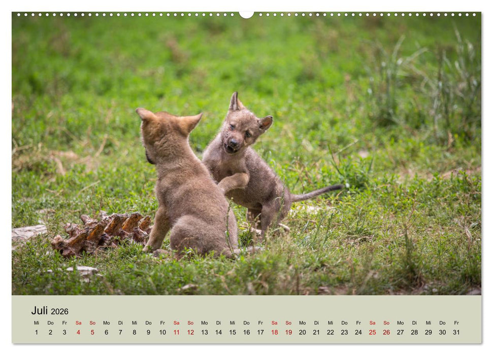 Wolfsrudel (CALVENDO Premium Wandkalender 2026)