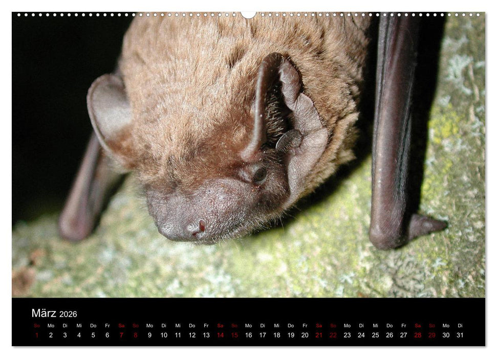 Fledermäuse - Jäger der Nacht (CALVENDO Premium Wandkalender 2026)