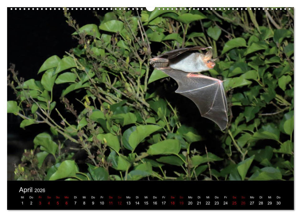 Fledermäuse - Jäger der Nacht (CALVENDO Premium Wandkalender 2026)
