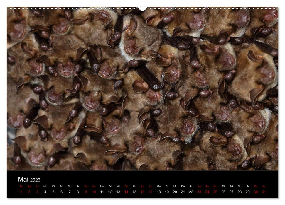 Fledermäuse - Jäger der Nacht (CALVENDO Premium Wandkalender 2026)