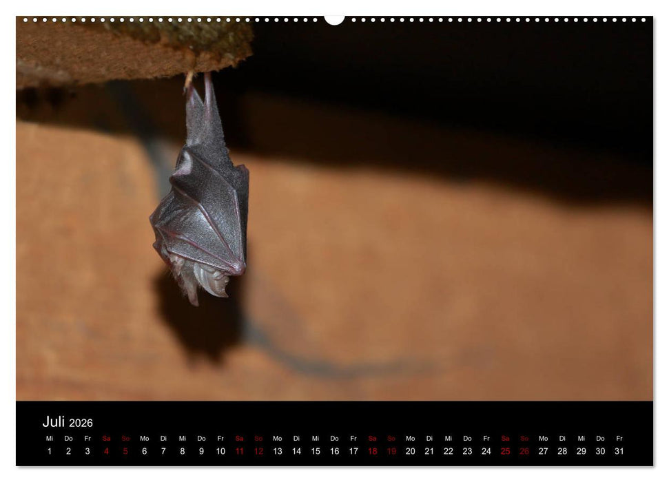 Fledermäuse - Jäger der Nacht (CALVENDO Premium Wandkalender 2026)