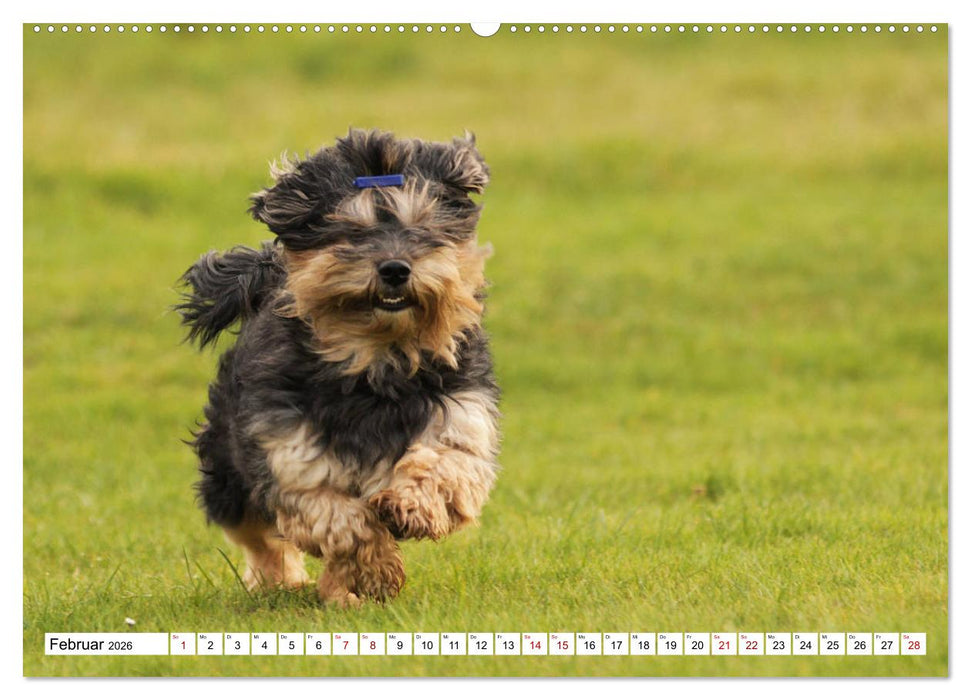 Havaneser - Wirbelwinde aus Kuba (CALVENDO Premium Wandkalender 2026)