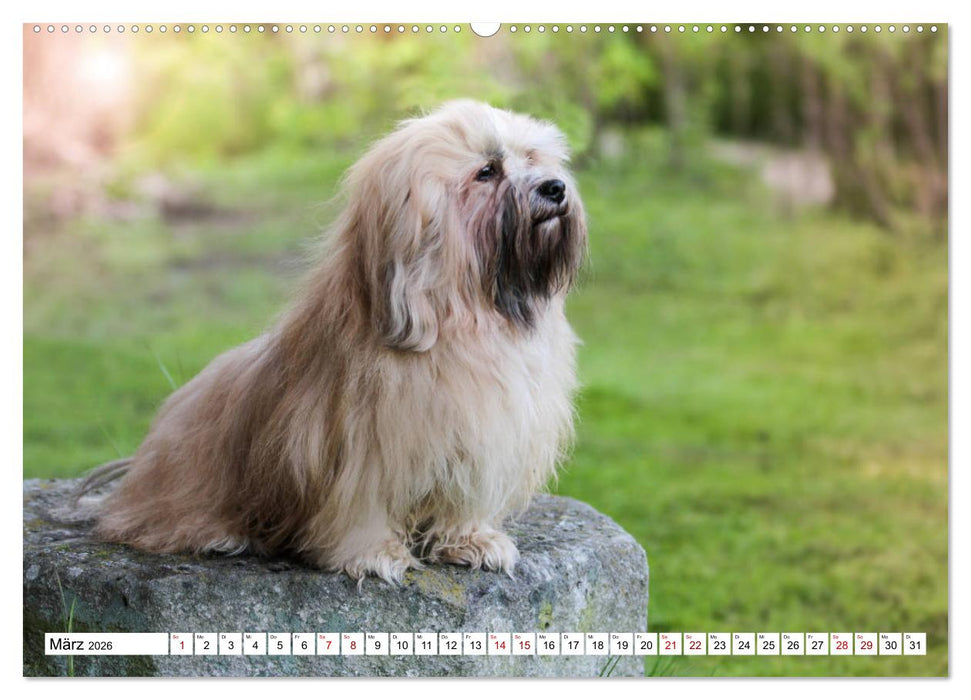 Havaneser - Wirbelwinde aus Kuba (CALVENDO Premium Wandkalender 2026)