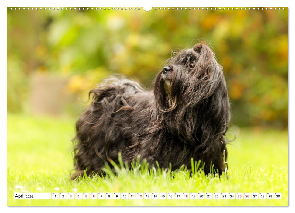 Havaneser - Wirbelwinde aus Kuba (CALVENDO Premium Wandkalender 2026)