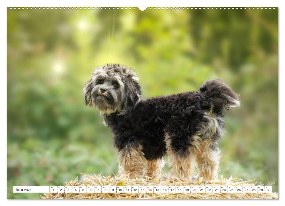 Havaneser - Wirbelwinde aus Kuba (CALVENDO Premium Wandkalender 2026)