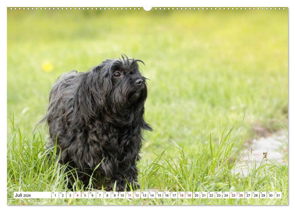 Havaneser - Wirbelwinde aus Kuba (CALVENDO Premium Wandkalender 2026)