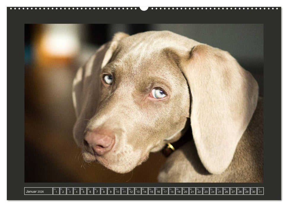 Weimaraner - Ein Welpenjahr (CALVENDO Premium Wandkalender 2026)