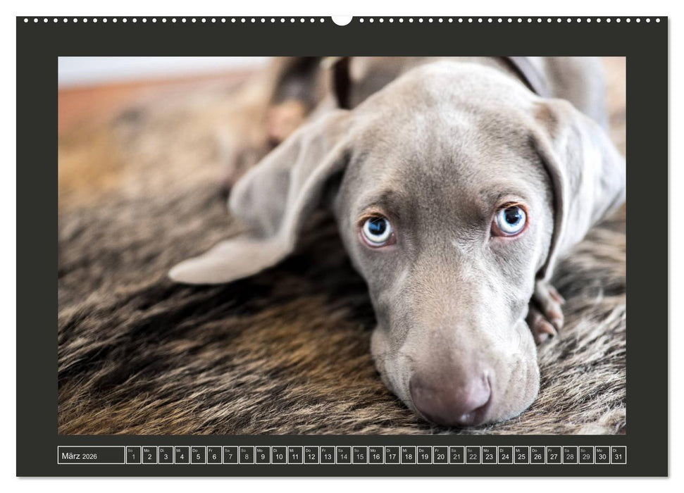 Weimaraner - Ein Welpenjahr (CALVENDO Premium Wandkalender 2026)