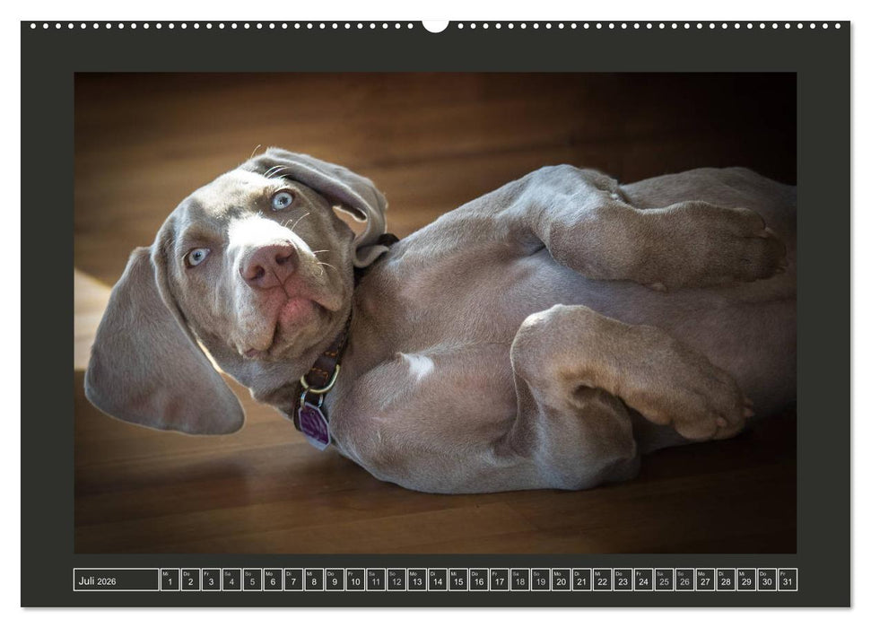 Weimaraner - Ein Welpenjahr (CALVENDO Premium Wandkalender 2026)