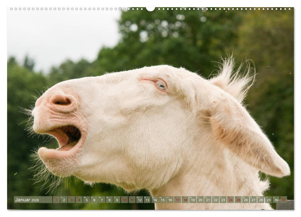 Weiße Esel - Märchenhafte Langohren (CALVENDO Wandkalender 2026)