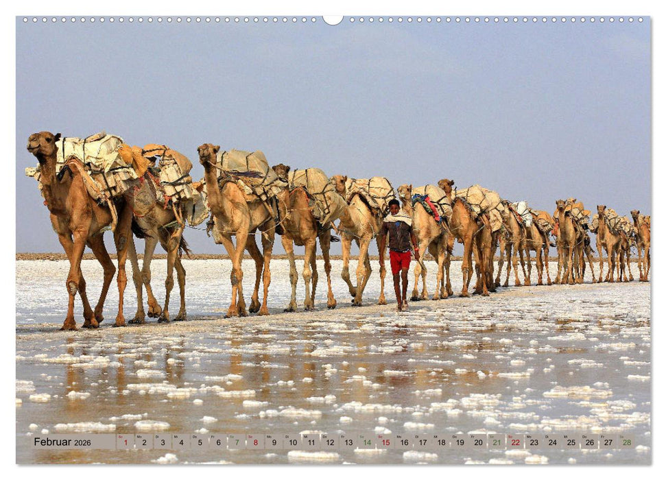 Kamele - Die freundlichen Gepäckträger (CALVENDO Premium Wandkalender 2026)