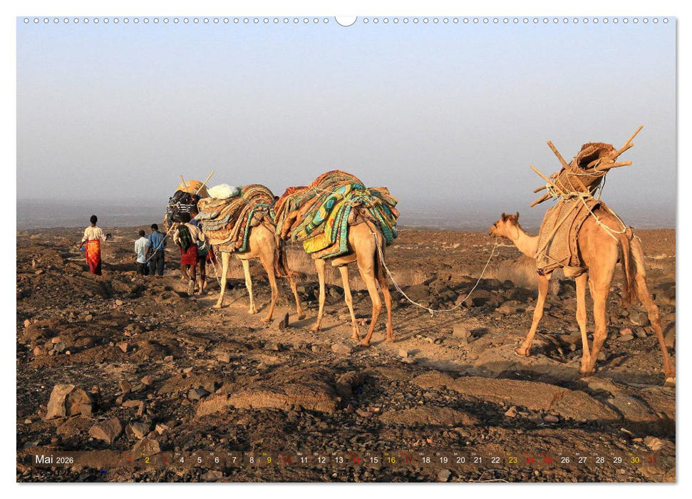 Kamele - Die freundlichen Gepäckträger (CALVENDO Premium Wandkalender 2026)