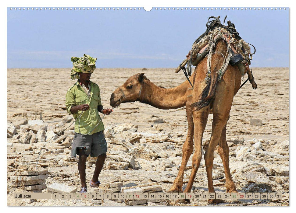 Kamele - Die freundlichen Gepäckträger (CALVENDO Premium Wandkalender 2026)