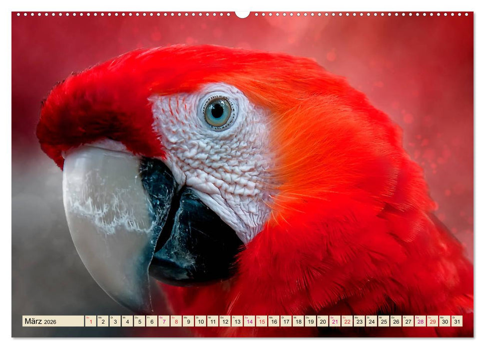 Mein bunter Papagei (CALVENDO Premium Wandkalender 2026)