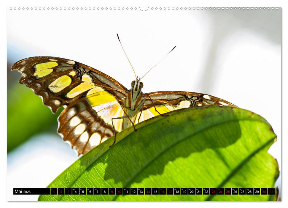 Fliegende Wunderwesen. Schmetterlinge weltweit, ganz nah (CALVENDO Premium Wandkalender 2026)