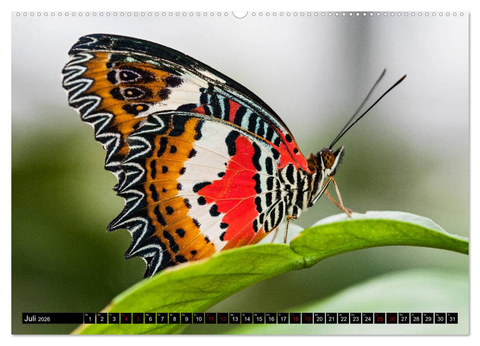Fliegende Wunderwesen. Schmetterlinge weltweit, ganz nah (CALVENDO Premium Wandkalender 2026)