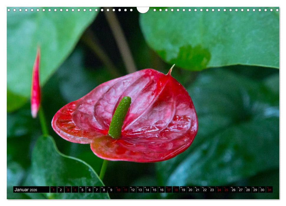 Blühwelten (CALVENDO Wandkalender 2026)