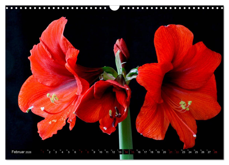 Blühwelten (CALVENDO Wandkalender 2026)