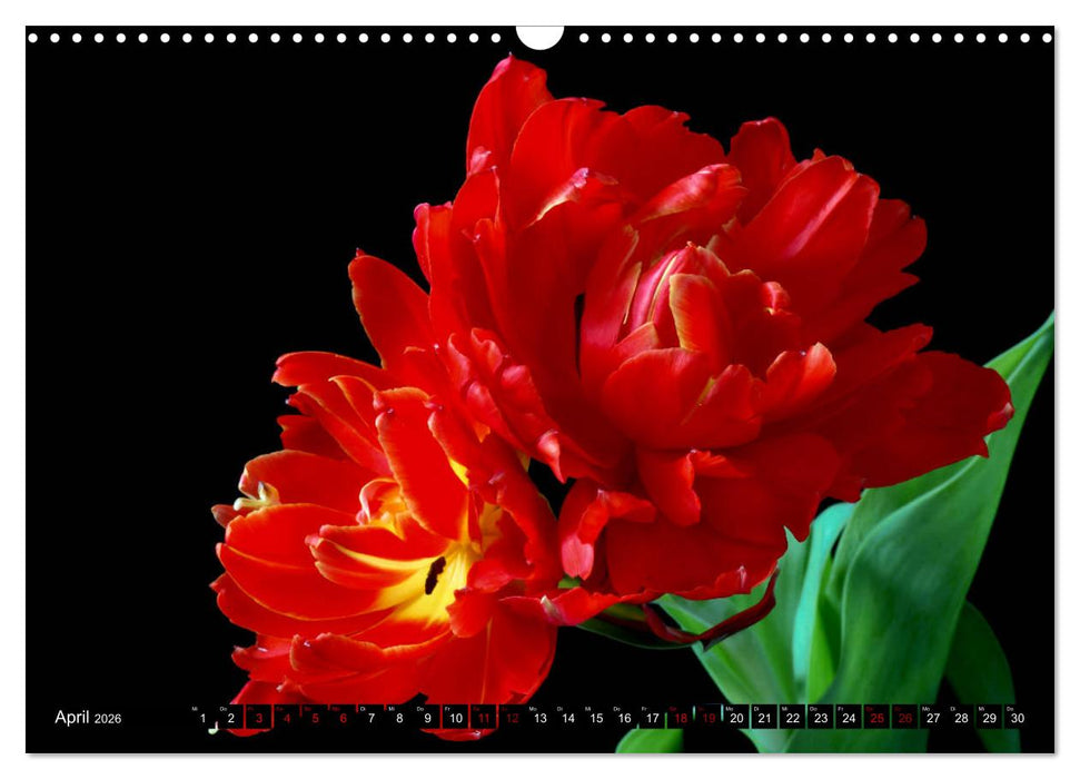 Blühwelten (CALVENDO Wandkalender 2026)
