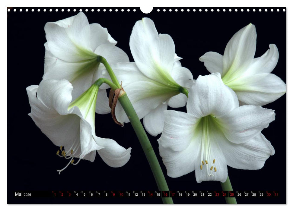 Blühwelten (CALVENDO Wandkalender 2026)